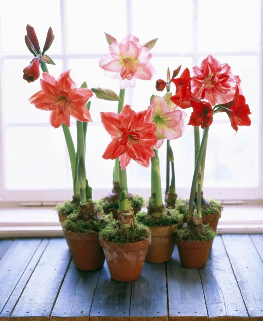 年宵花有哪些？买回家怎么养才能保鲜到春节？春节买花“有讲头”!